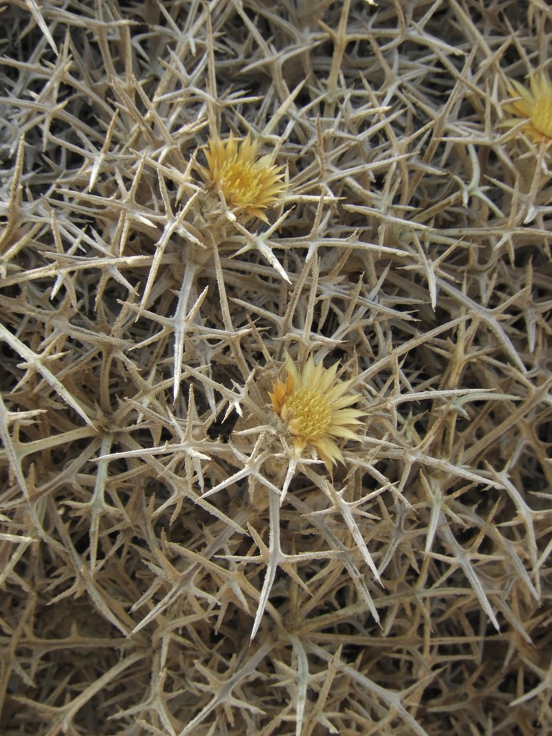 Carlina tragacanthifolia photo 4