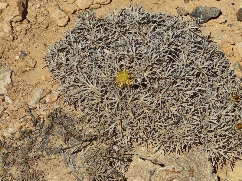 Carlina tragacanthifolia photo 5