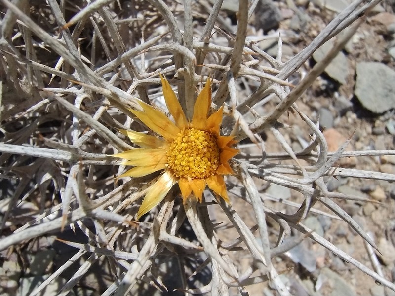 Carlina tragacanthifolia photo 6
