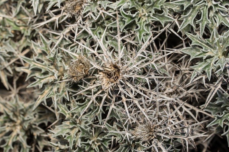 Carlina tragacanthifolia photo 7
