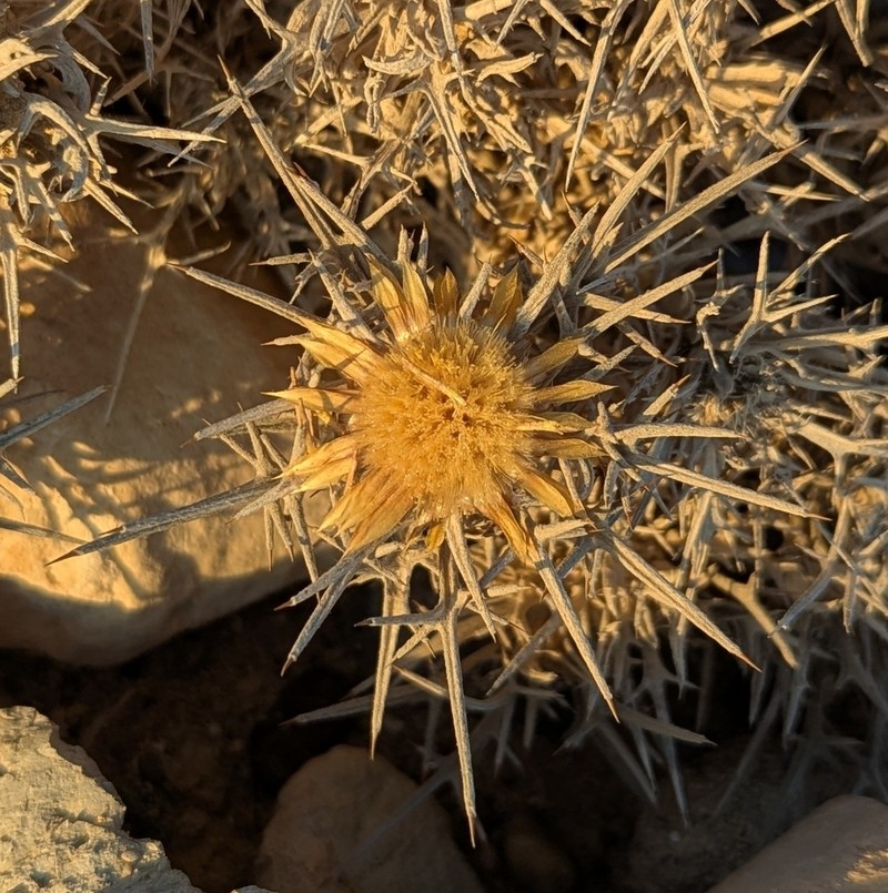 Carlina tragacanthifolia photo 8