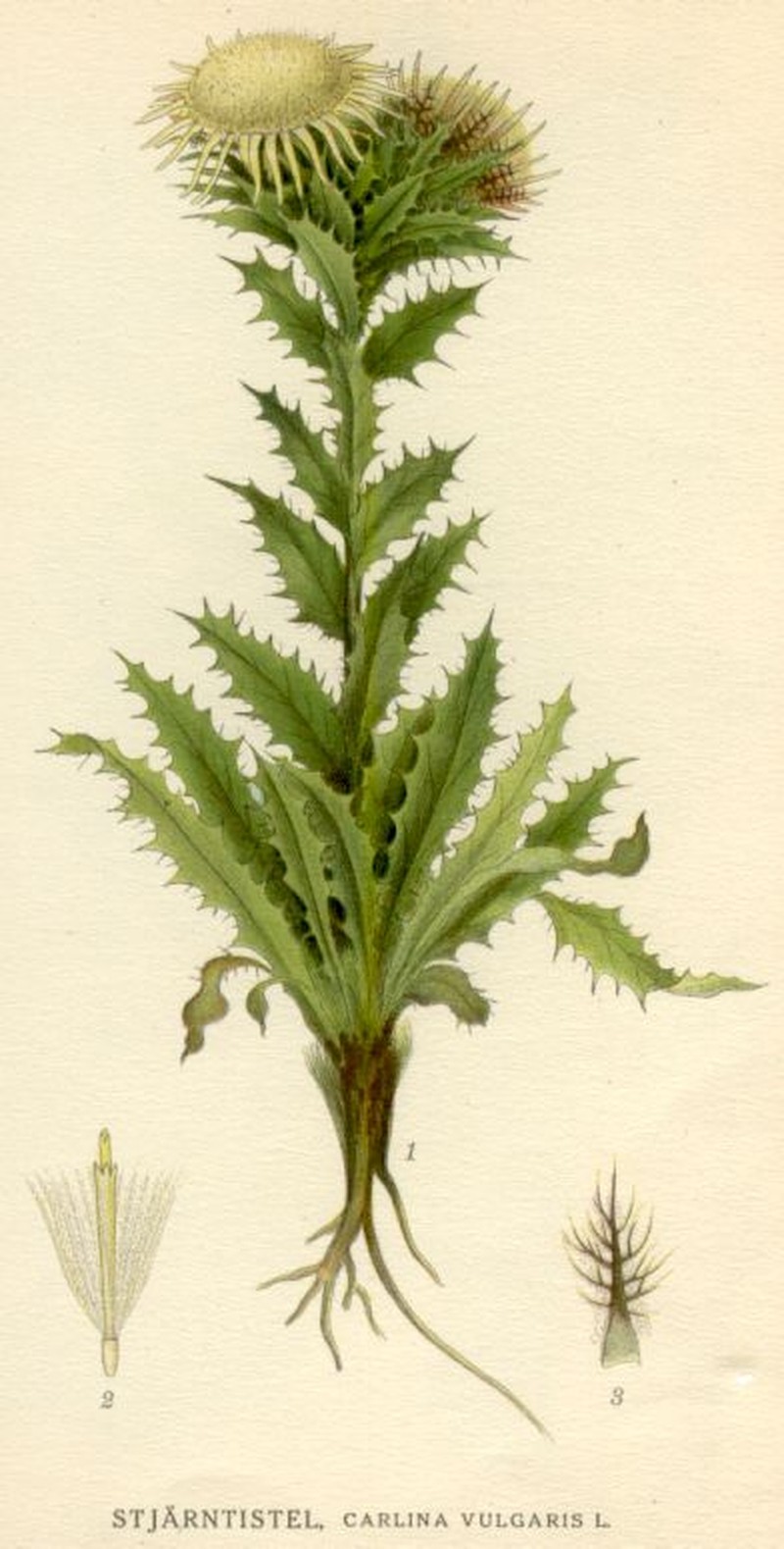 Carline Thistle photo 2
