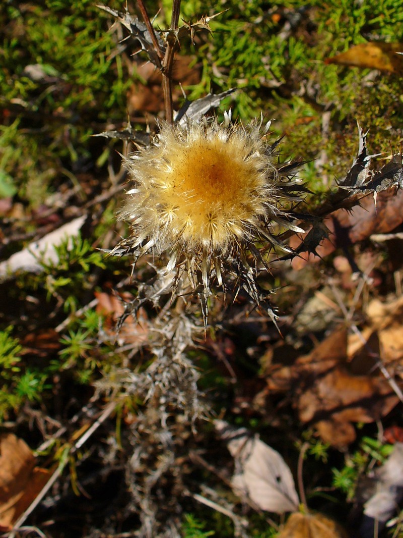 Carline Thistle photo 3