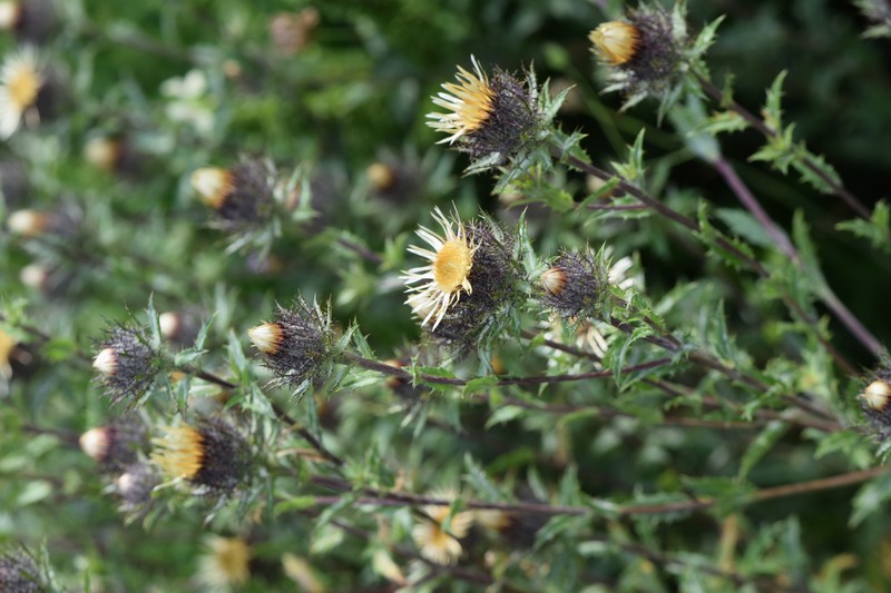 Carline Thistle photo 4