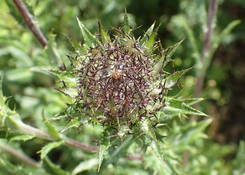 Carline Thistle photo 5