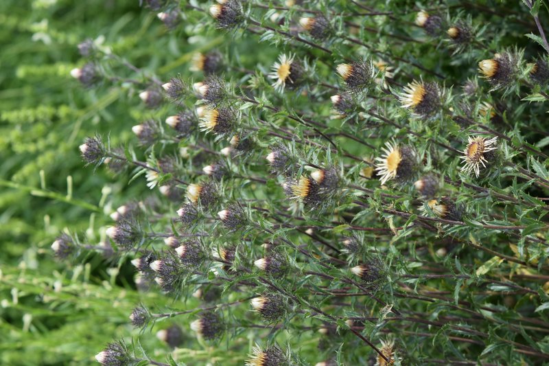 Carline Thistle photo 6