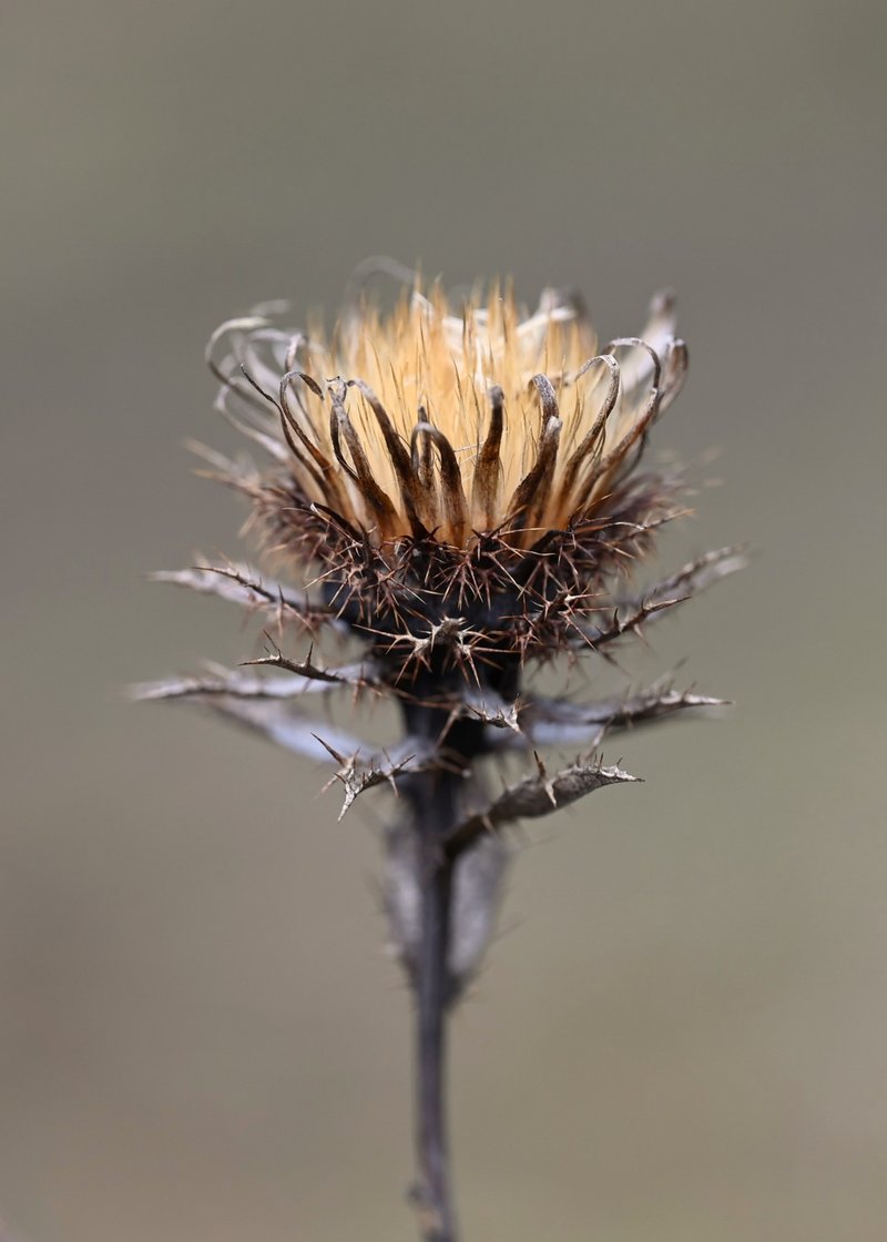 Carline Thistle photo 7