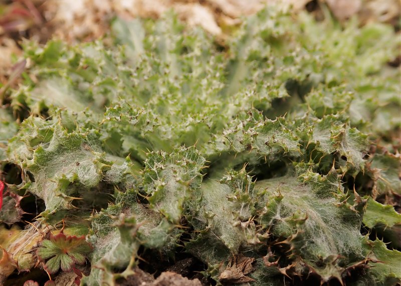 Carline Thistle photo 8