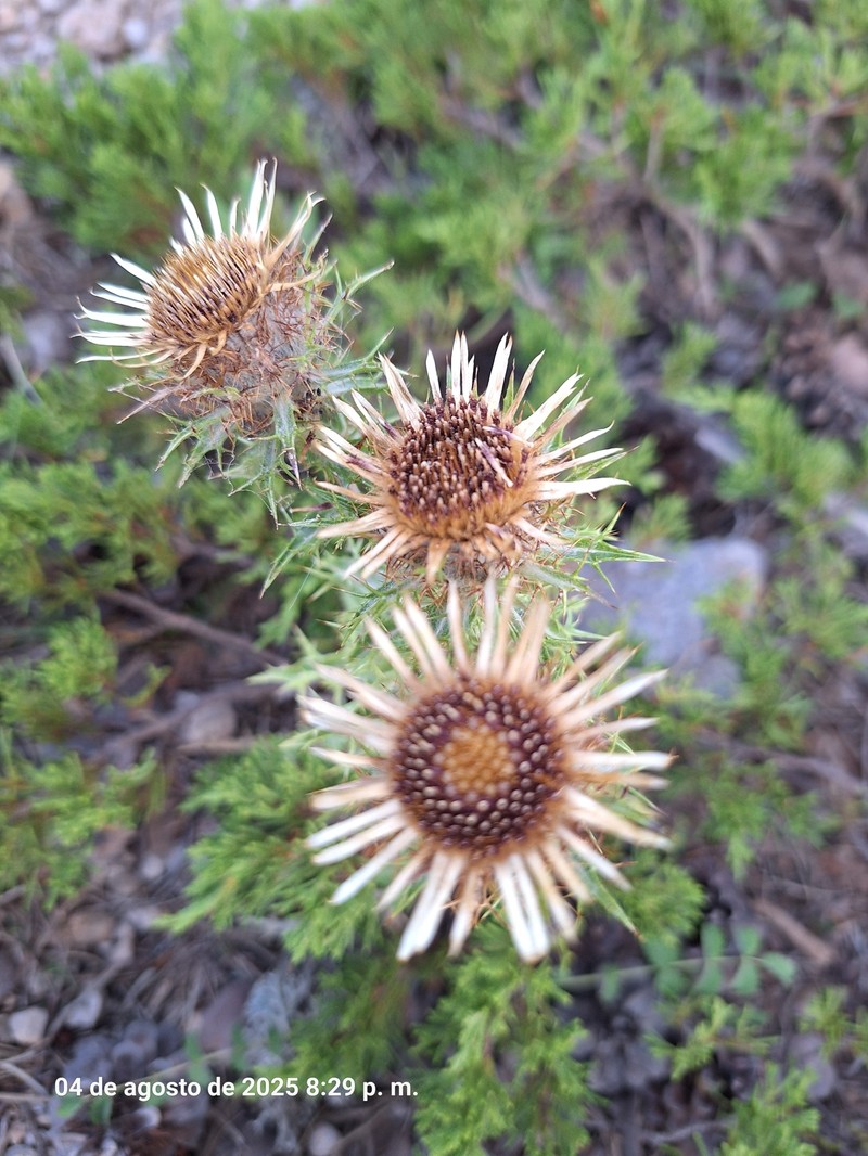 Carlina vulgaris subsp. spinosa
