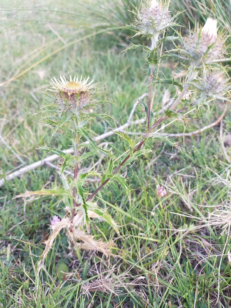 Carlina vulgaris subsp. spinosa photo 2