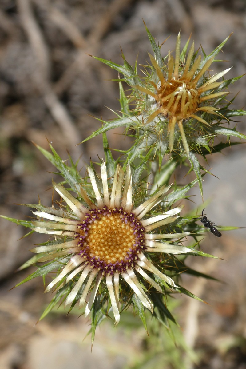 Carlina vulgaris subsp. spinosa photo 3