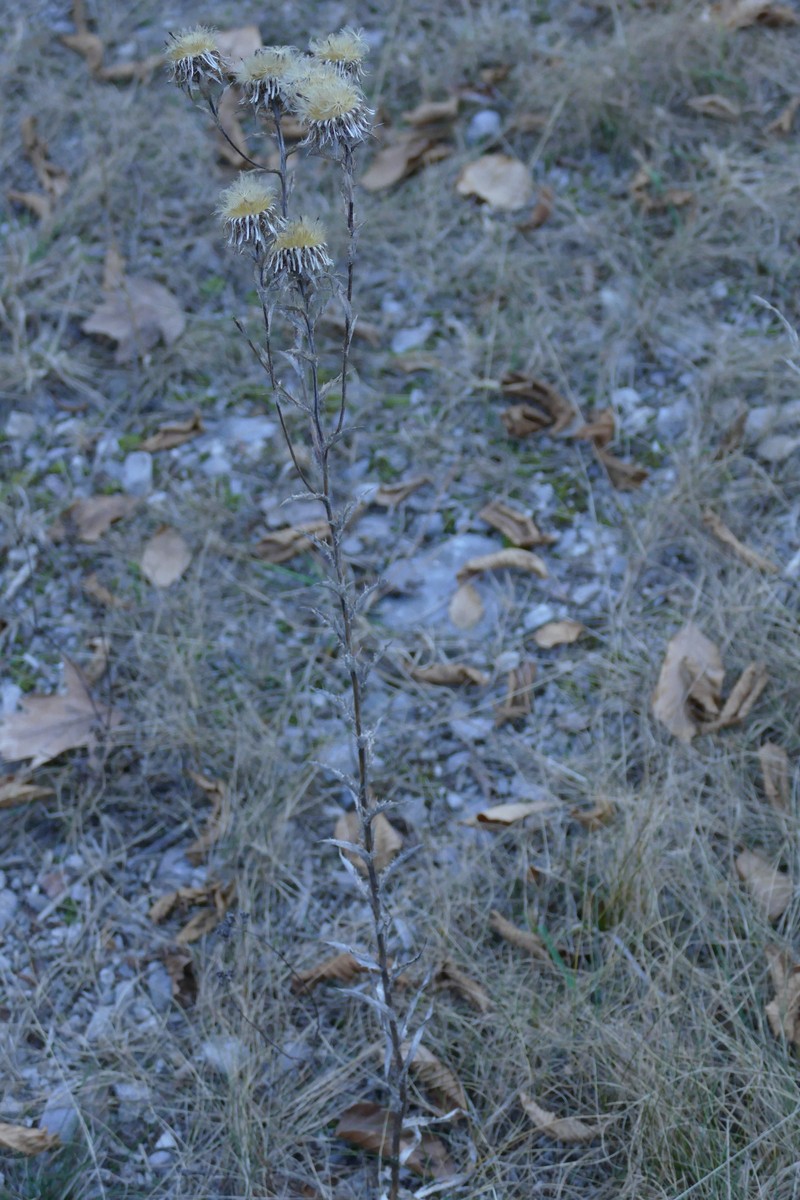 Carlina vulgaris subsp. vulgaris
