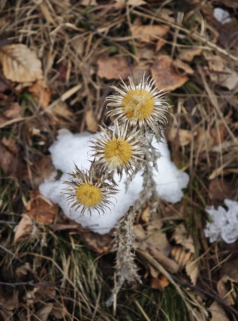 Carlina vulgaris subsp. vulgaris photo 2