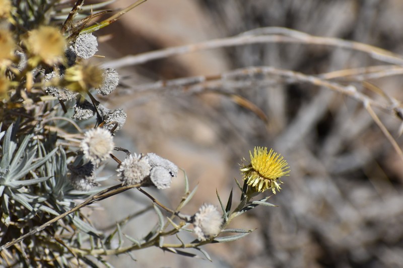 Carlina xeranthemoides
