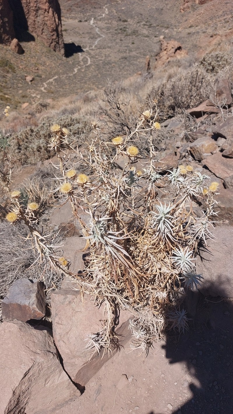 Carlina xeranthemoides photo 2