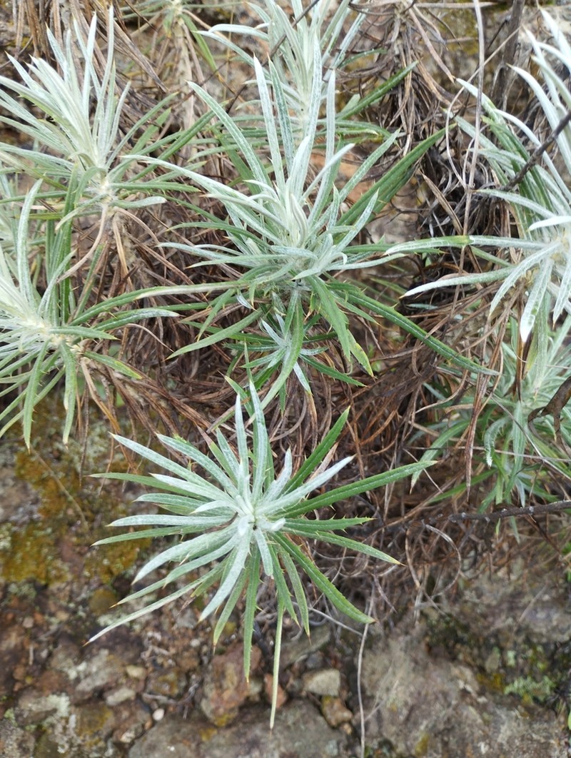 Carlina xeranthemoides photo 3