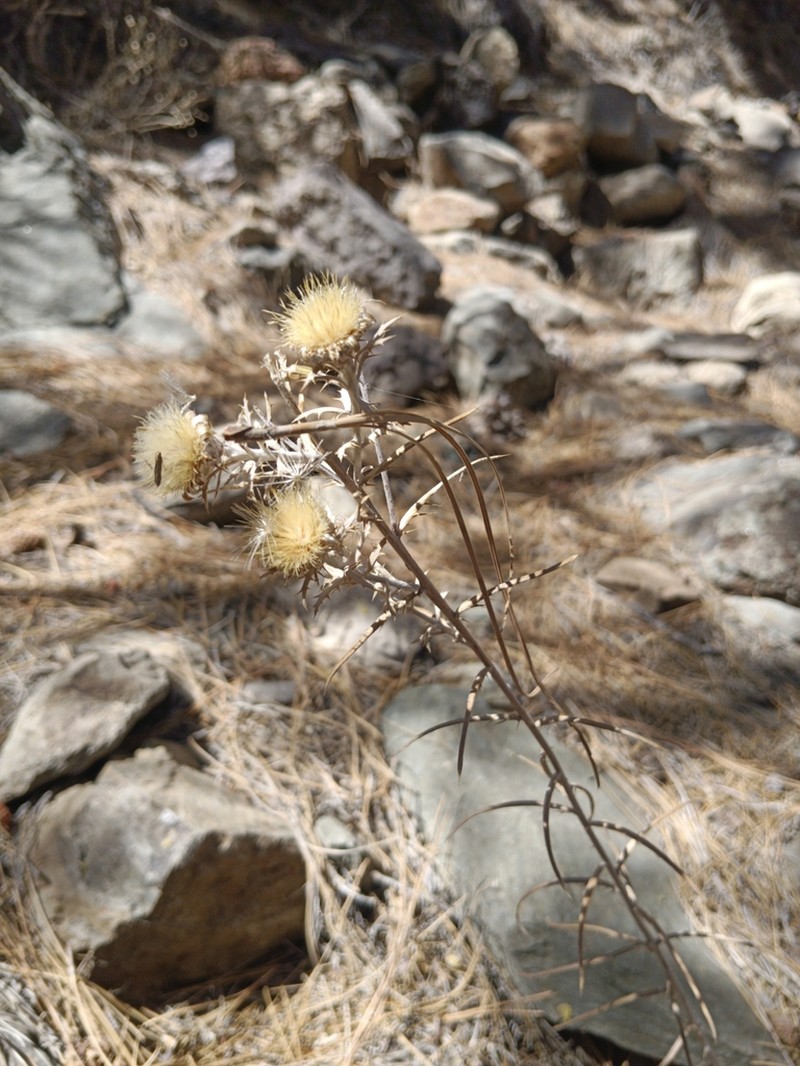 Carlina xeranthemoides photo 5