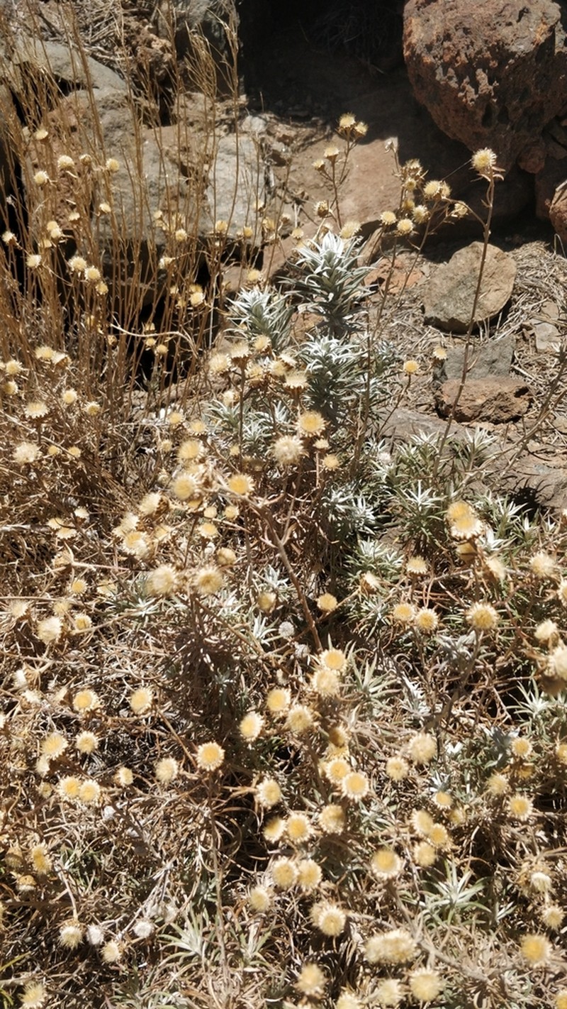 Carlina xeranthemoides photo 6