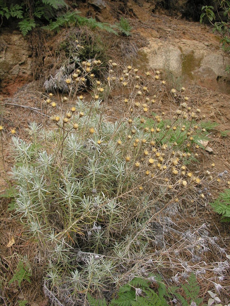 Carlina xeranthemoides photo 7