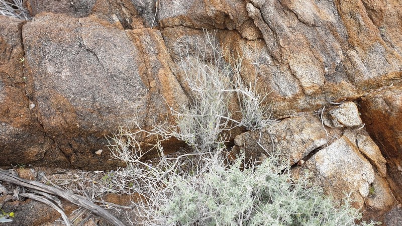 Arizona Wrightwort photo 2