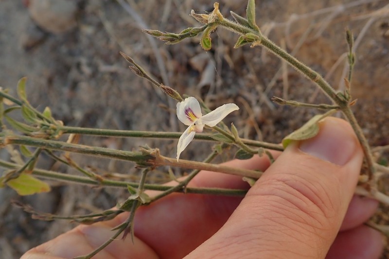 Arizona Wrightwort photo 3