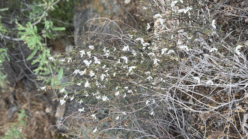 Arizona Wrightwort photo 6