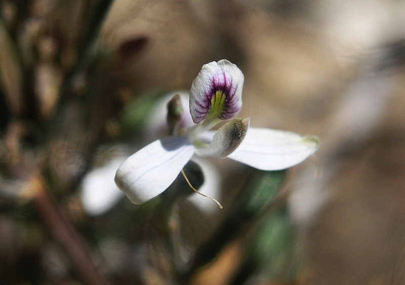 Arizona Wrightwort photo 8