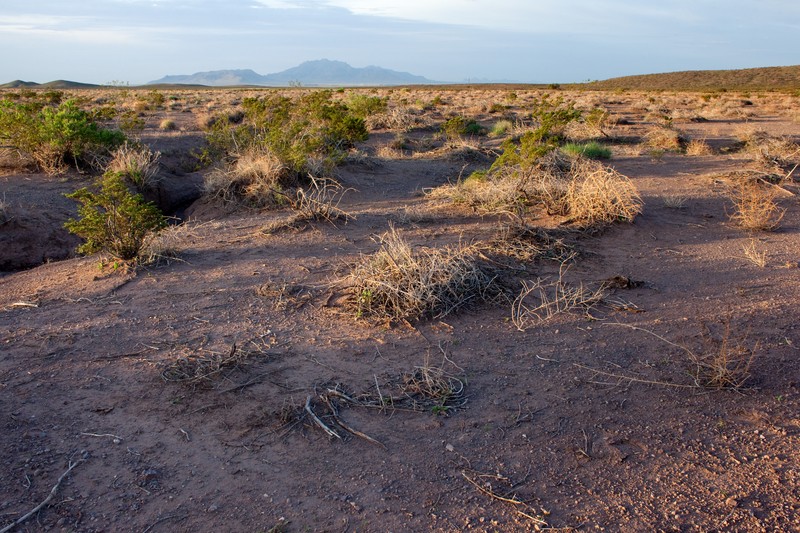 Smallflower Wrightwort