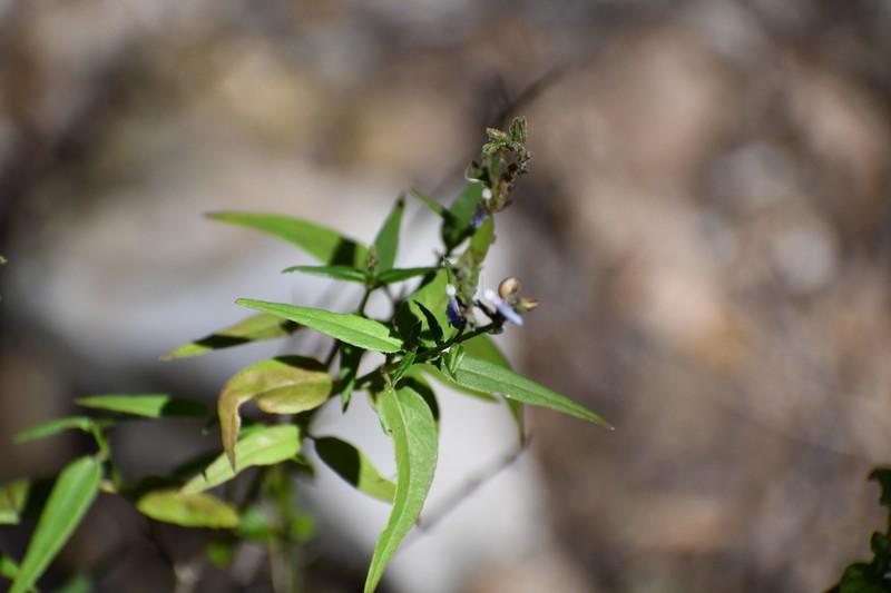 Smallflower Wrightwort