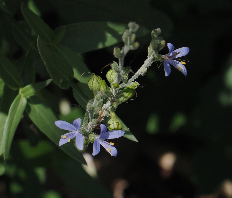 Smallflower Wrightwort photo 2