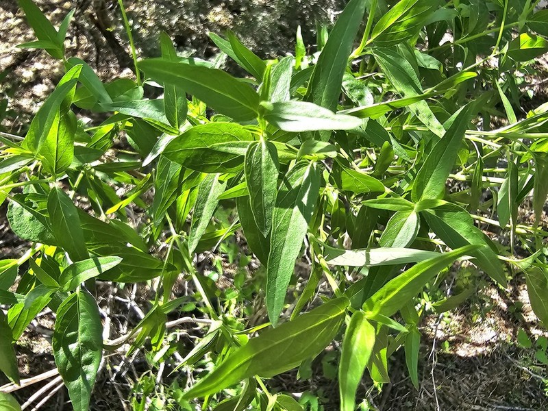 Smallflower Wrightwort photo 3