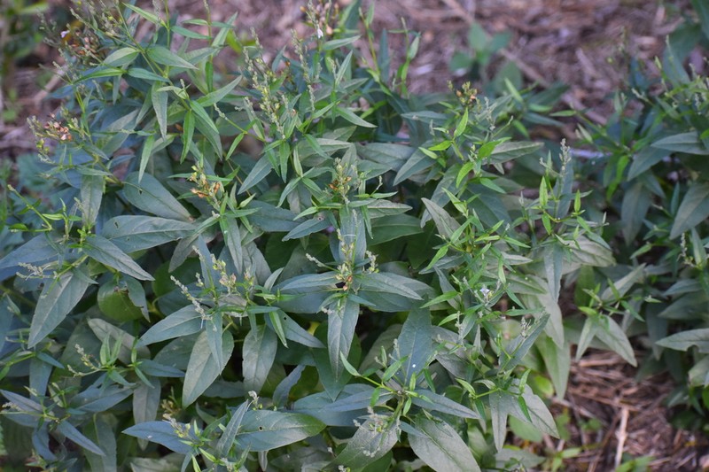Smallflower Wrightwort photo 4