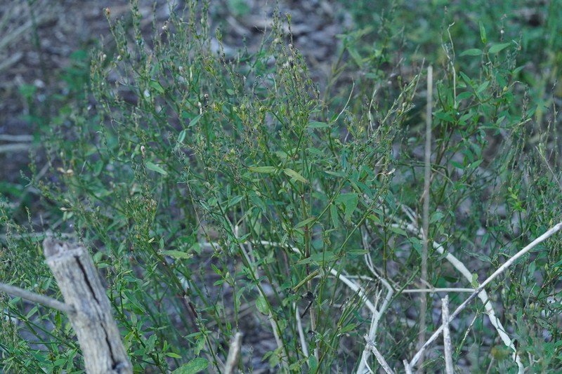 Smallflower Wrightwort photo 5