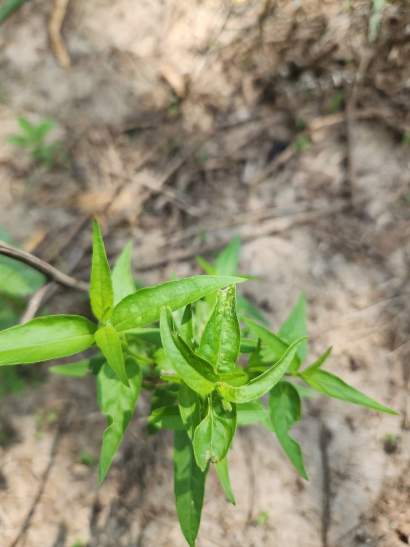Smallflower Wrightwort photo 6