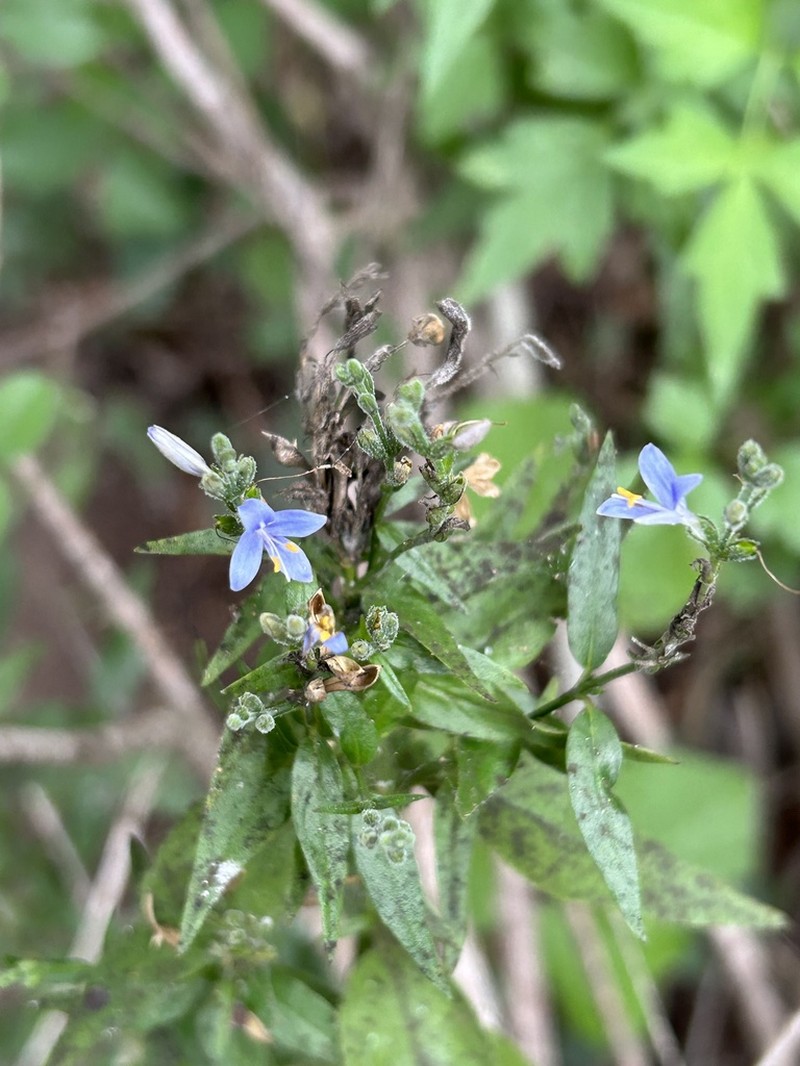 Smallflower Wrightwort photo 7