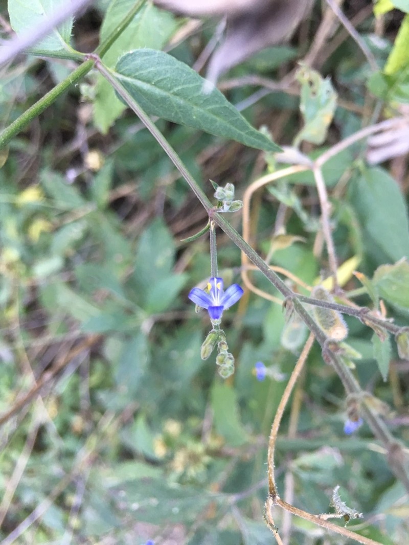 Smallflower Wrightwort photo 8