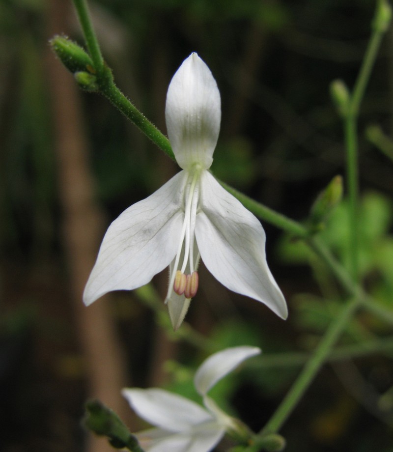 Carlowrightia yucatanensis