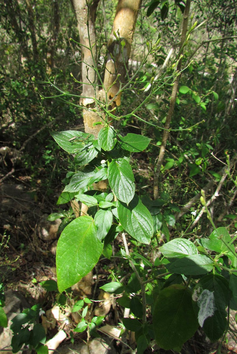 Carlowrightia yucatanensis photo 3