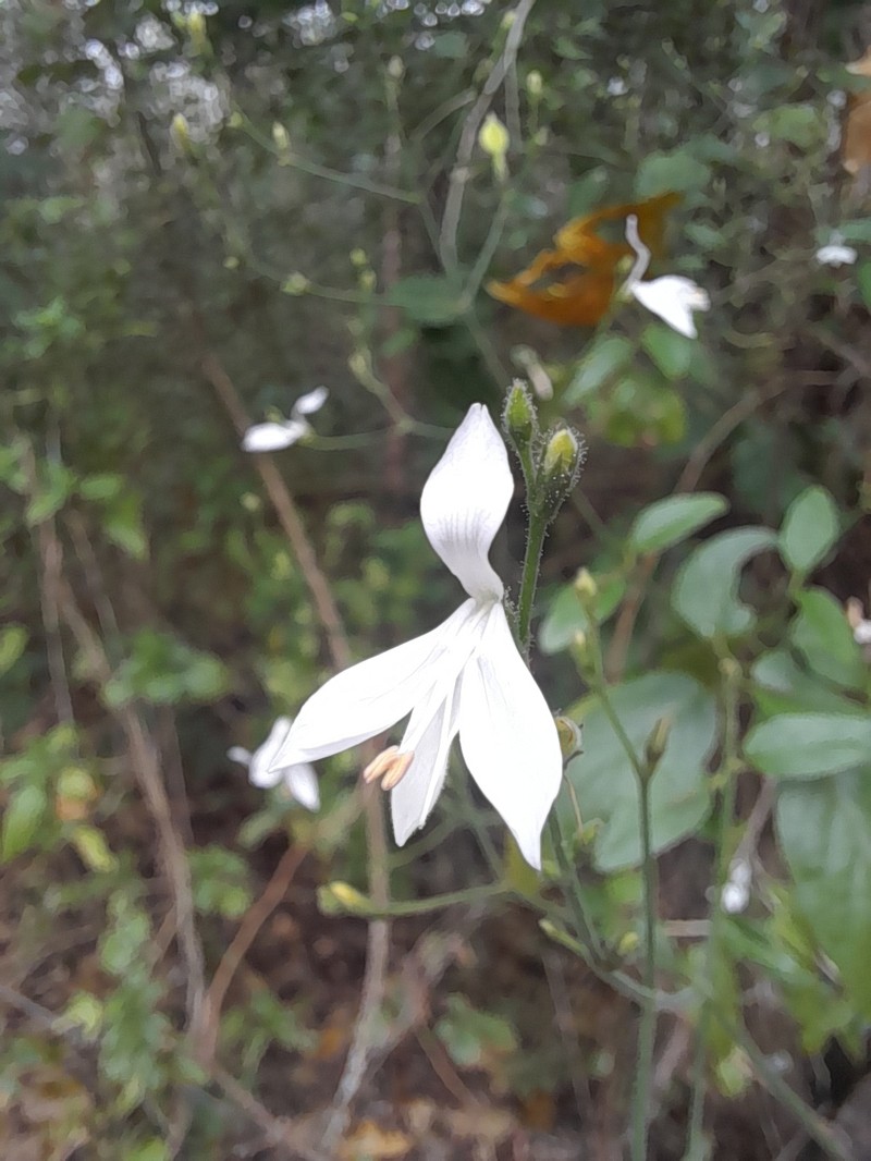 Carlowrightia yucatanensis photo 4