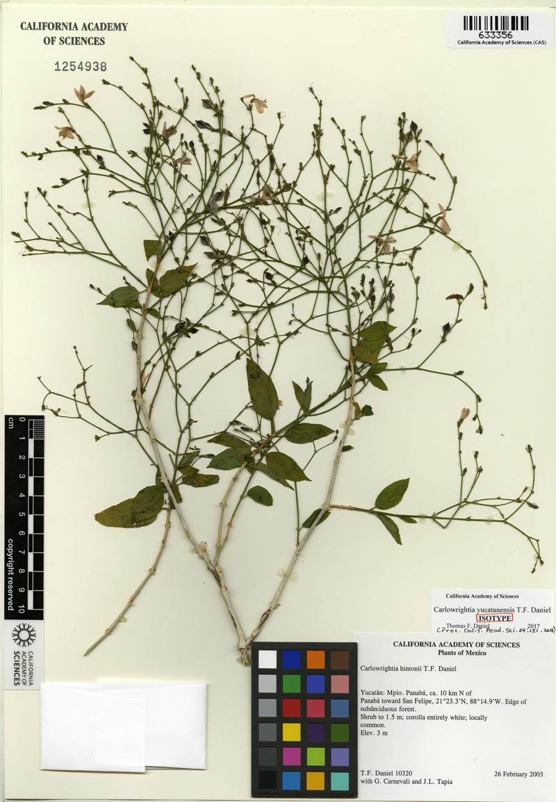 Carlowrightia yucatanensis photo 5