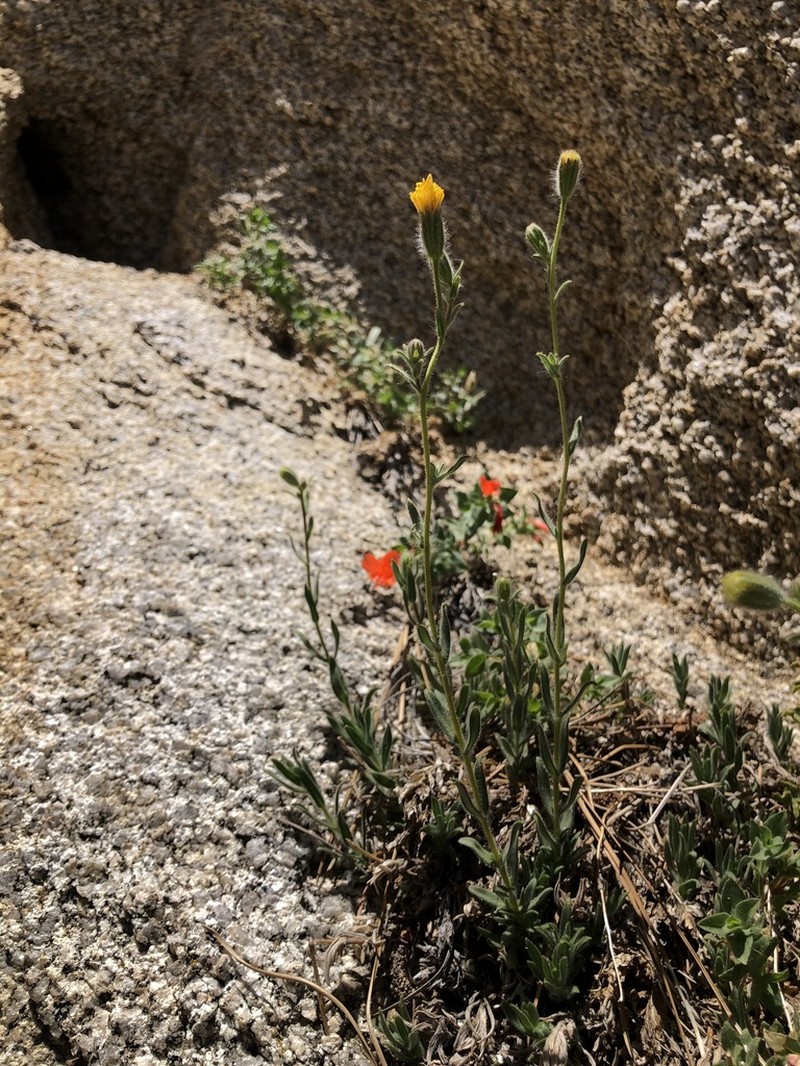 Muir's Raillardiopsis
