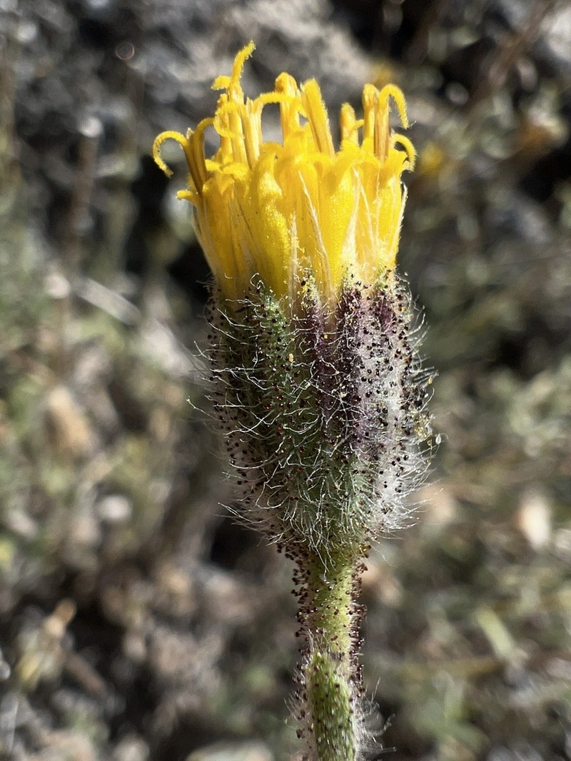 Muir's Raillardiopsis photo 2