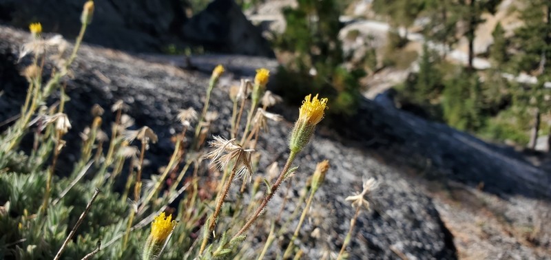 Muir's Raillardiopsis photo 3