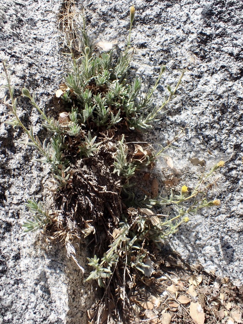 Muir's Raillardiopsis photo 4
