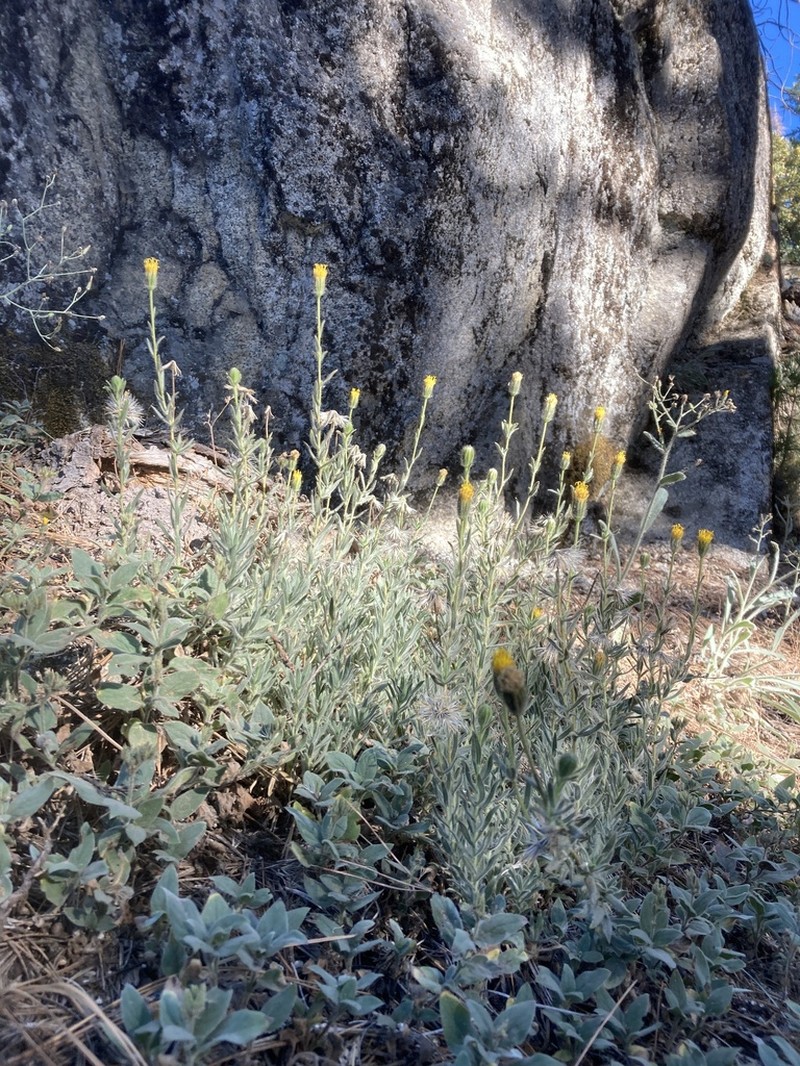 Muir's Raillardiopsis photo 5