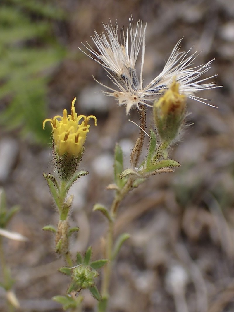Muir's Raillardiopsis photo 6