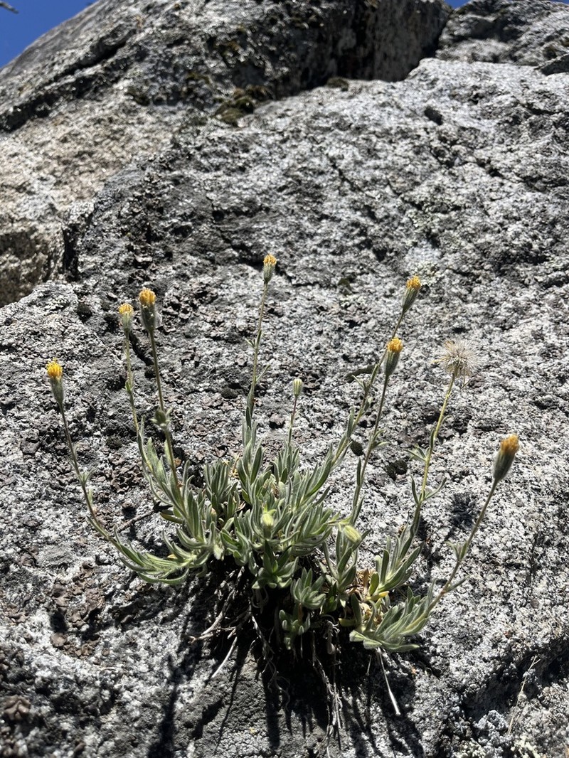 Muir's Raillardiopsis photo 7