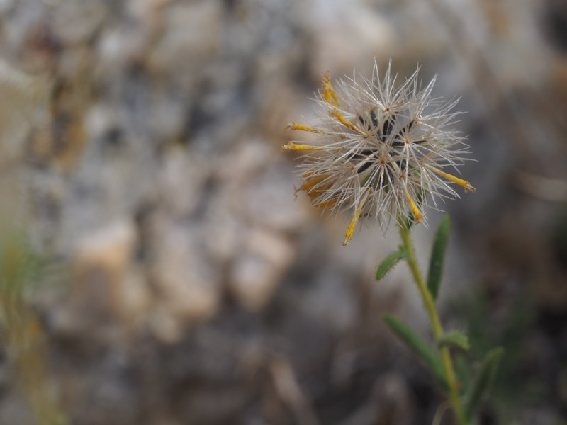 Muir's Raillardiopsis photo 8