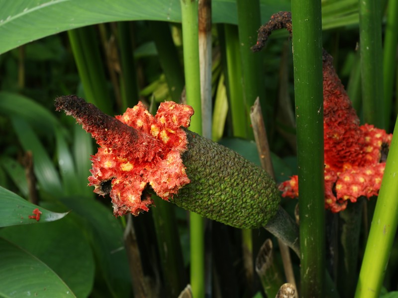 Panama Hat Plant photo 2