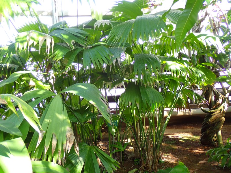 Panama Hat Plant photo 3